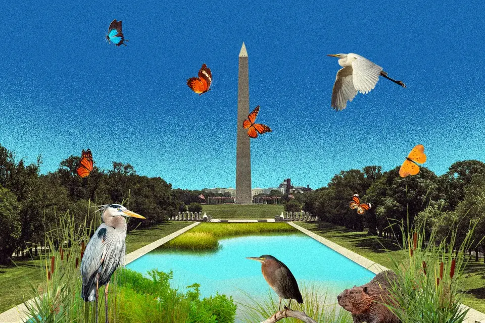 Nature-powered fix could clear the Reflecting Pool's algae