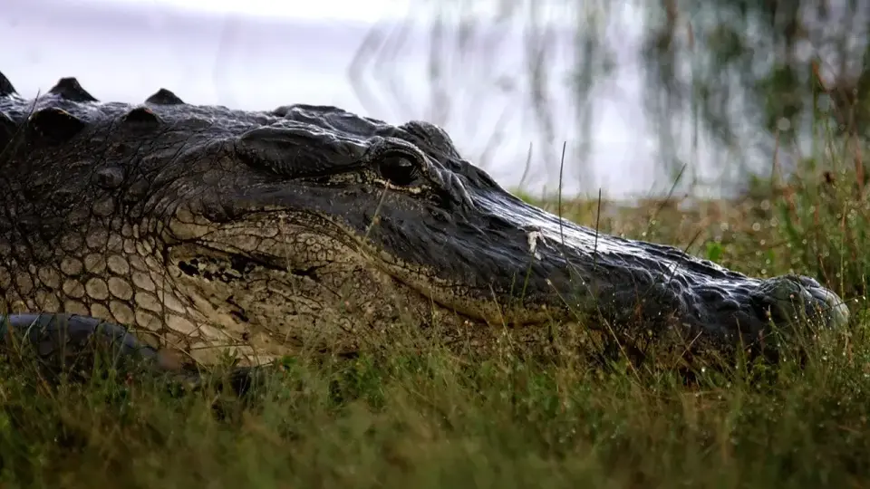 Florida fisherman Steven Hamilton killed by 12-foot alligator in second fatal attack of 2026