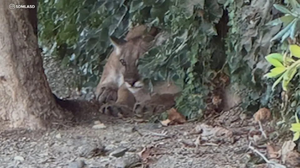 Wildlife Teams Tranquilize and Relocate Mountain Lion Spotted in San Dimas