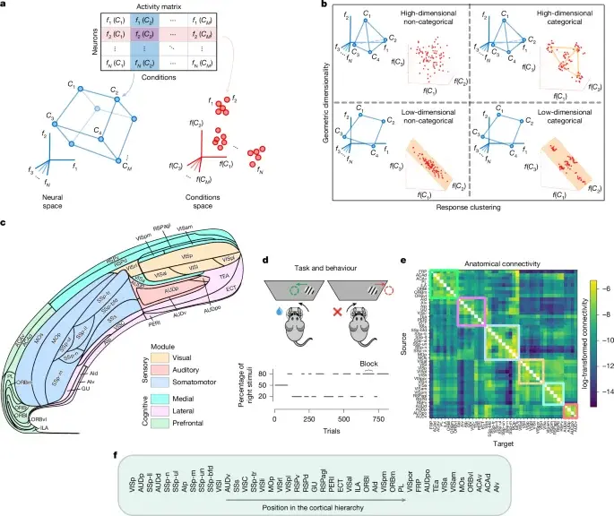 Cortical coding favors high-dimensional diversity over fixed categories