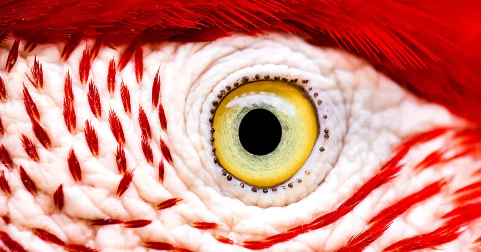 Bird Retina Survives on Glucose, Not Oxygen