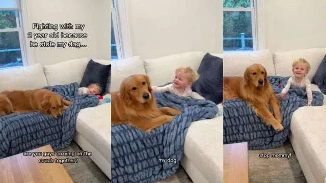 Skylar the Golden Retriever Stars in a Toddler–Mom Attention Tug-of-War