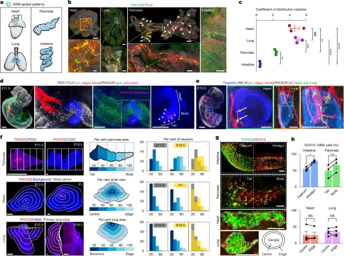 Lineage Sets the Map, Organ Cues Finish the Wiring