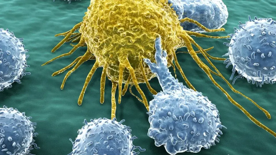 Engineered Immune Progenitors Enable Scalable CAR-M Cancer Therapy