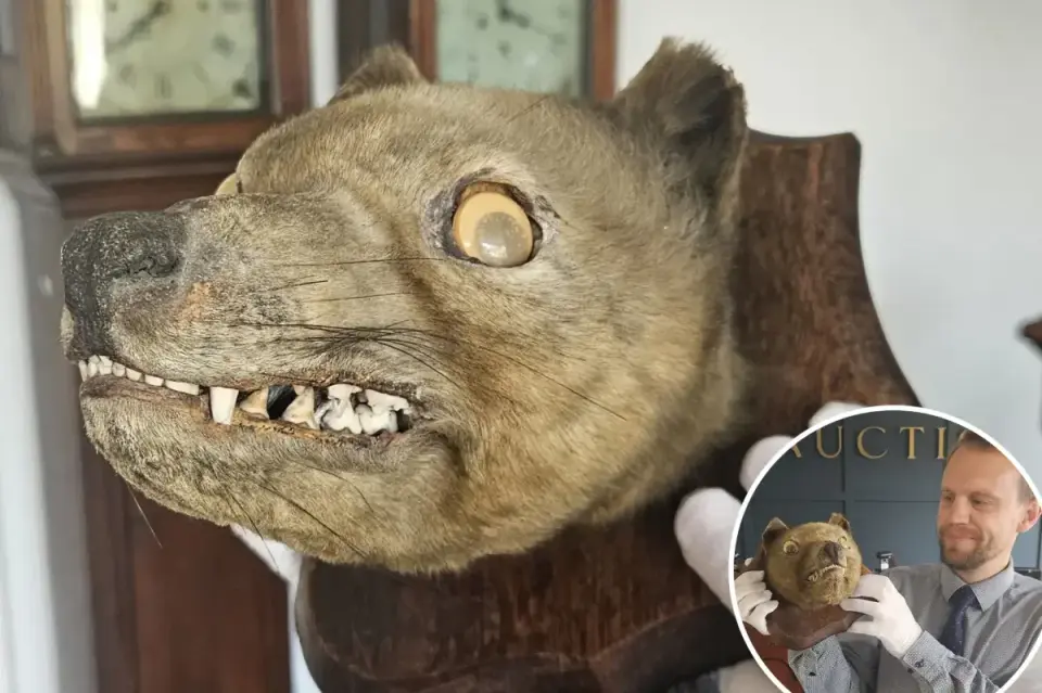 Misidentified 'Fox' Head Revealed as Rare Extinct Tasmanian Tiger