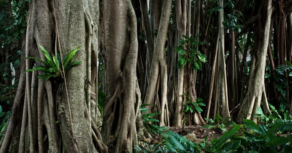 Meghalaya’s Living Root Bridges: A Century-Old Engineering Solution That Strengthens with Age