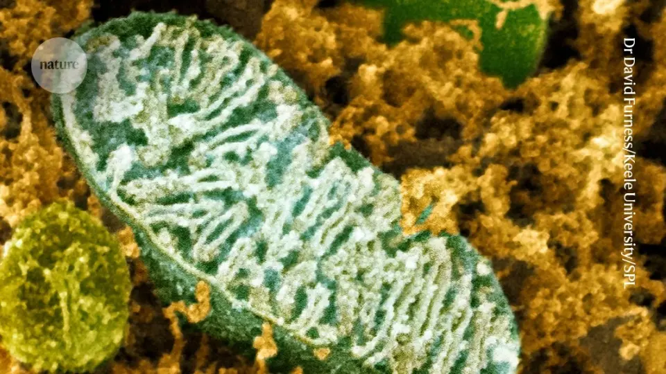 New Mitoproteome Atlas Reveals 33 Parasite-Specific Protein Families for Drug Development