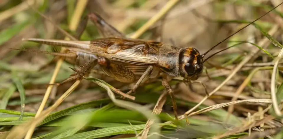 Crickets may feel pain, prompting welfare questions for billions farmed annually