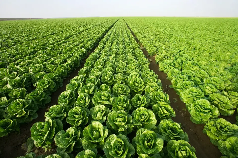 Cyclospora Outbreak Sparks Debate Over Lettuce Safety and Nutritional Value