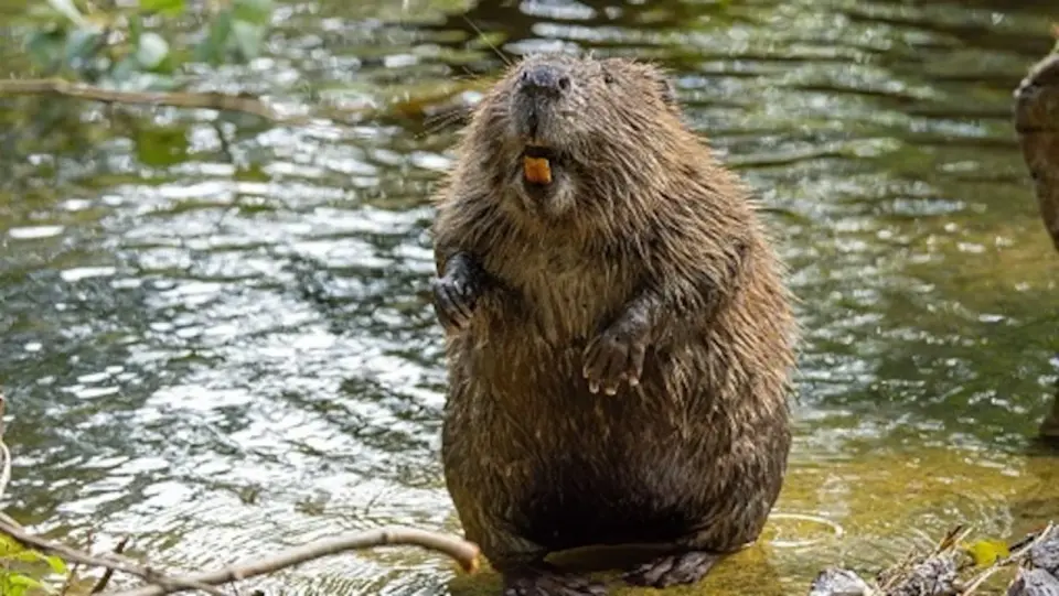 Rabid beaver bites prompt partial shutdown of Cunningham Falls State Park, Maryland