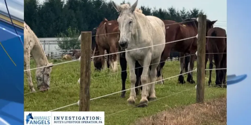 First Enforcement of NY Horse Slaughter Ban Leads to Arrest in St. Lawrence County