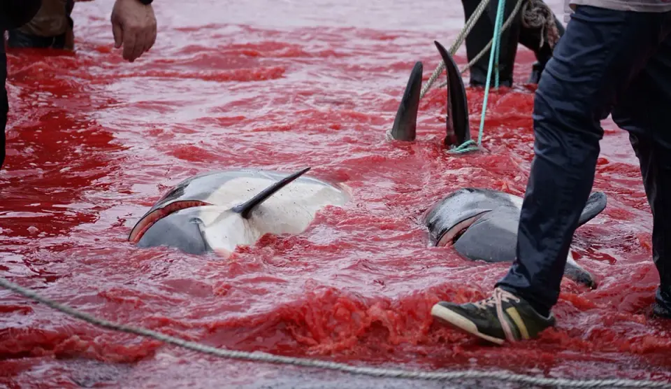 Faroe Islands Dolphin Grind Draws Global Outcry After 700+ Slaughtered in a Day