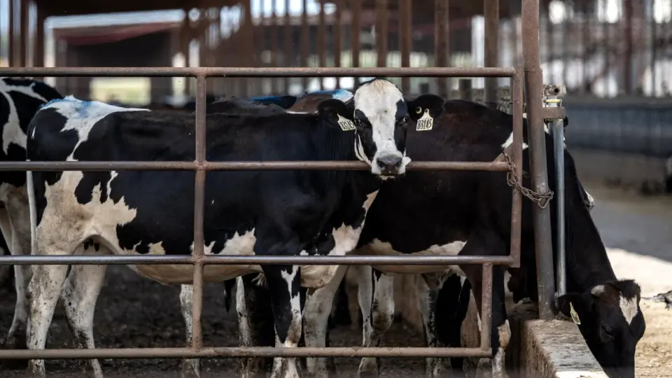 Beef Import Policy Backfires, Fueling Rural GOP Anxiety Ahead of Midterms