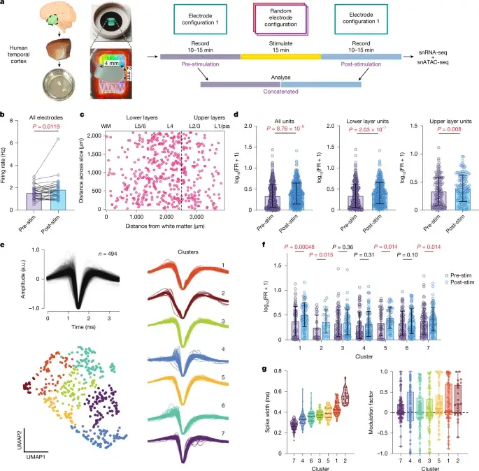 Stimulation reshapes gene-linked neural assemblies in the human brain