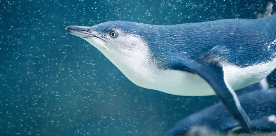 Australia’s wild penguin vaccination drive targets bird flu in thousands of penguins