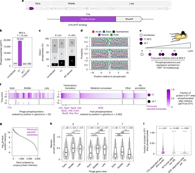 Phage T7 kinase triggers genome-wide phosphorylation to disable bacterial defenses
