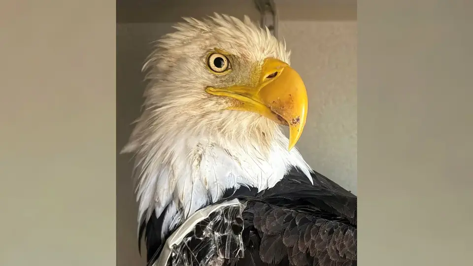 Necropsy confirms bird flu, not rat poison, killed Big Bear eagle Jackie