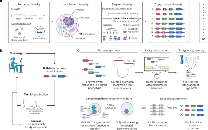 Shotgun genetic engineering enables high-throughput metabolic design in mammalian cells