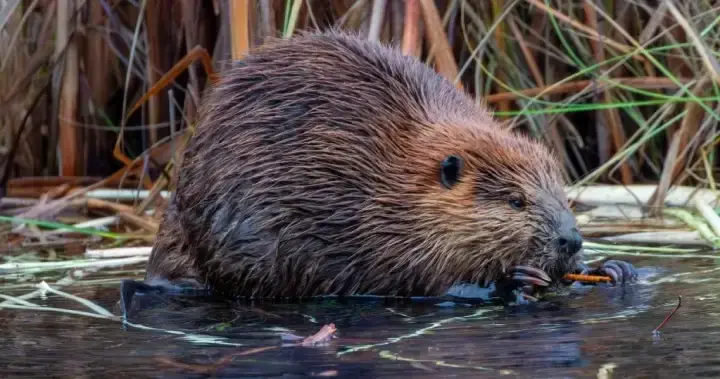 Rabies-positive beaver prompts public warnings after New Jersey attack