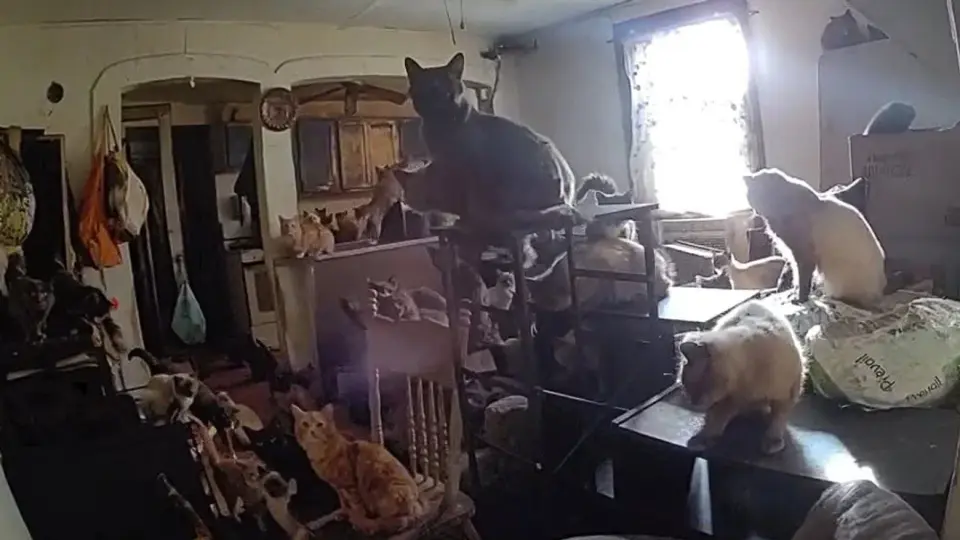 Catskill: 100+ Cats Rescued, 2 Charged in Animal Cruelty Case