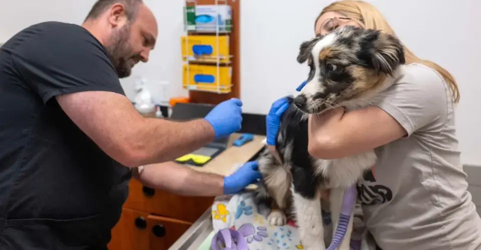Private Equity Consolidation Drives Up U.S. Veterinary Costs