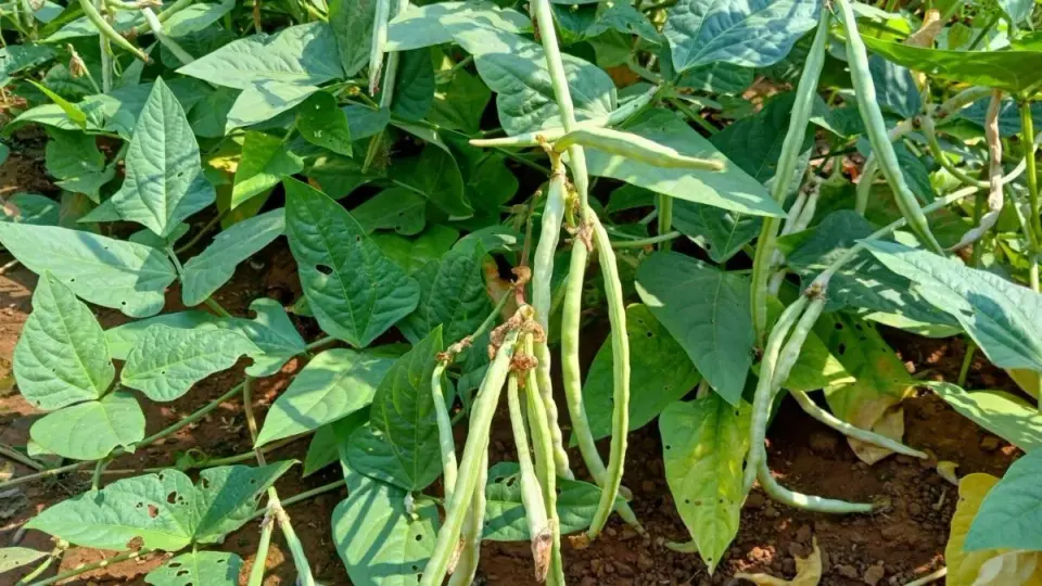 Cowpea’s soil signals recruit wasps to defend against leafminers