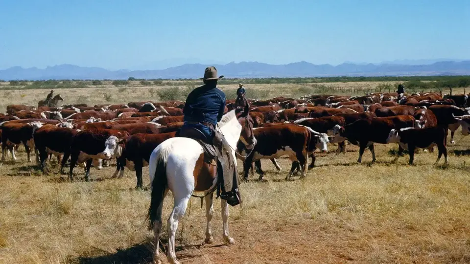 Trump's 300,000-Ton Beef Import Quota Deepens Divide Between Ranchers and Administration