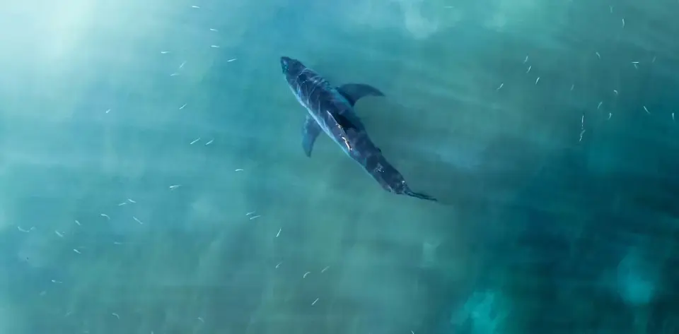 Shark culls aren’t reliably safer for beachgoers, science explains