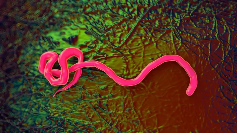 DR Congo Ebola Outbreak Triggers WHO Health Emergency and Regional Alarm