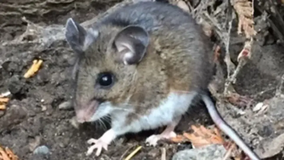 Indoor mice exposure linked to hantavirus case in Chelan County