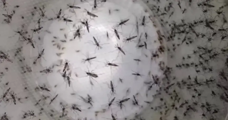 Tampa Bay dengue cases double to 65 as officials warn of ongoing transmission risk