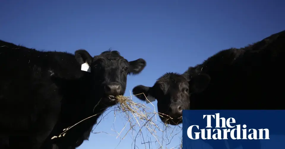 Trump mulls letting ranchers process their own meat as beef imports spark backlash