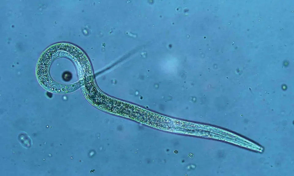 Dietary Vitamin B12 Shapes Inherited Traits in Worms