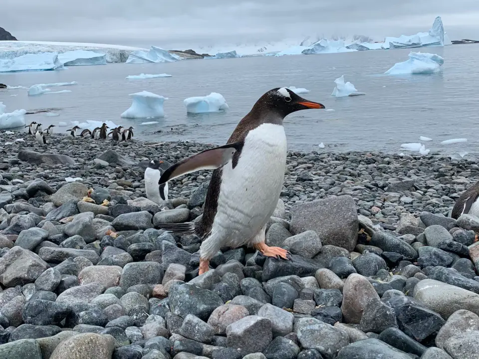 Genetic analysis splits gentoo penguin into four species, revealing hidden Antarctic lineage