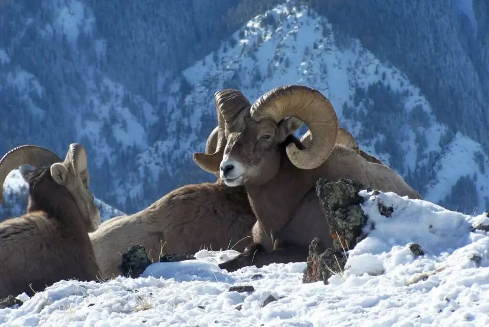 First Mycoplasma outbreak detected in Oregon's largest bighorn sheep herd