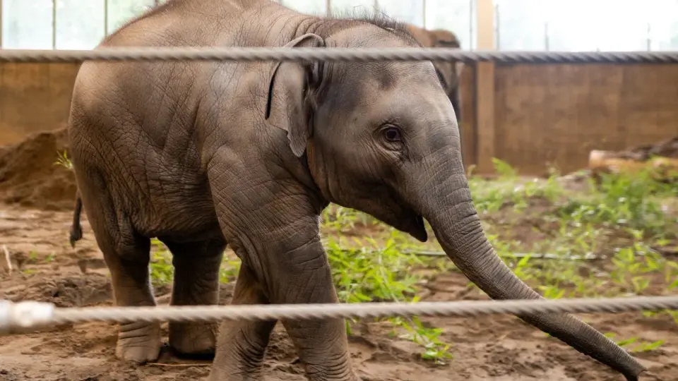 Oregon Zoo's Tula-Tu Shows Signs of Recovery After EEHV Diagnosis