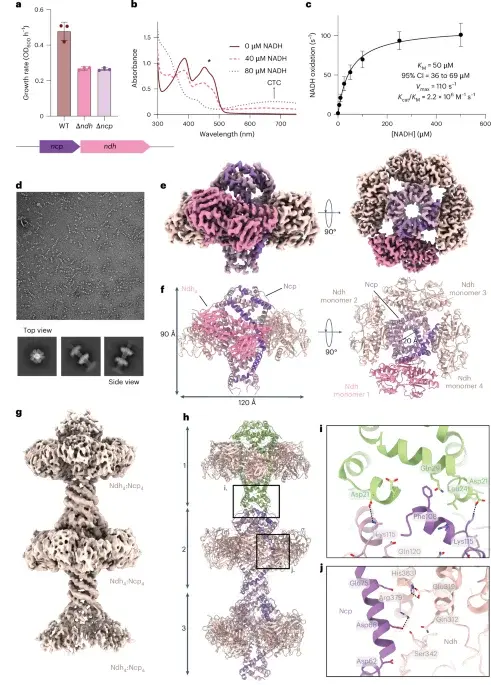 Quinone-Transporting Filaments Extend Respiration in Gram-Positive Bacteria