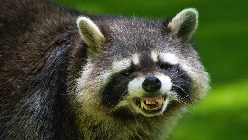 Rabid raccoon bites New Jersey man; investigators seek second animal