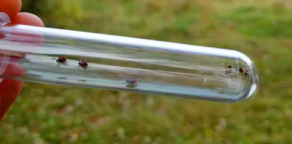 Trail woodchips show promise in cutting tick presence