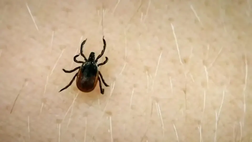 Illinois Parks Rank High in National Tick Risk Amid Alpha-Gal Surge