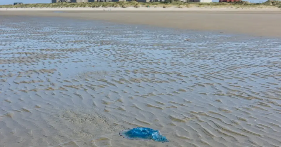 Gravelines Faces Jellyfish Invasion Again, Forcing Nuclear Shutdowns