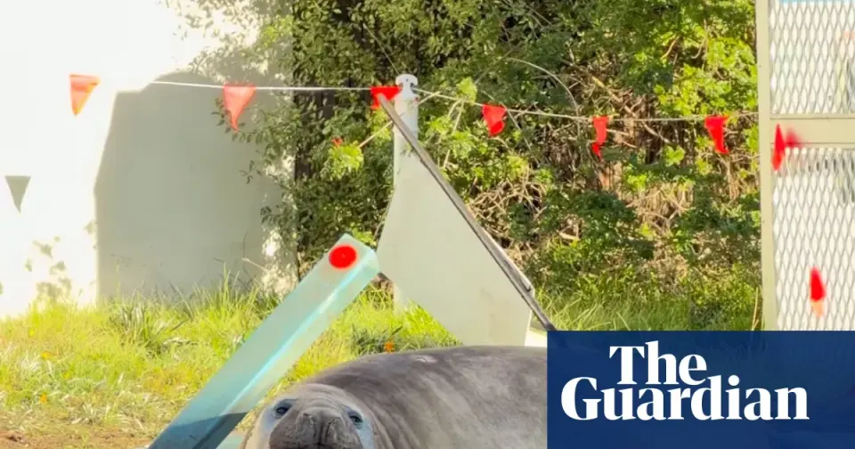 Neil the 1,000-kilogram seal turns a Tasmanian town into his playground
