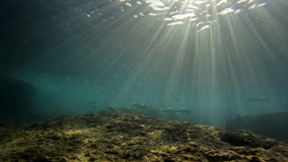 Europe's seas hit record heat as climate change endangers marine life