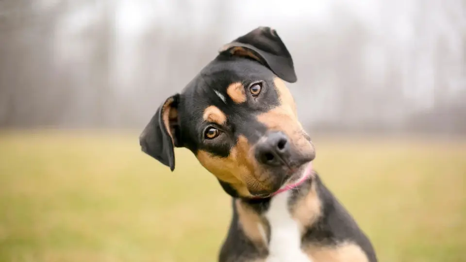 Dogs Segment Speech by Tracking Consonants, Not Vowels