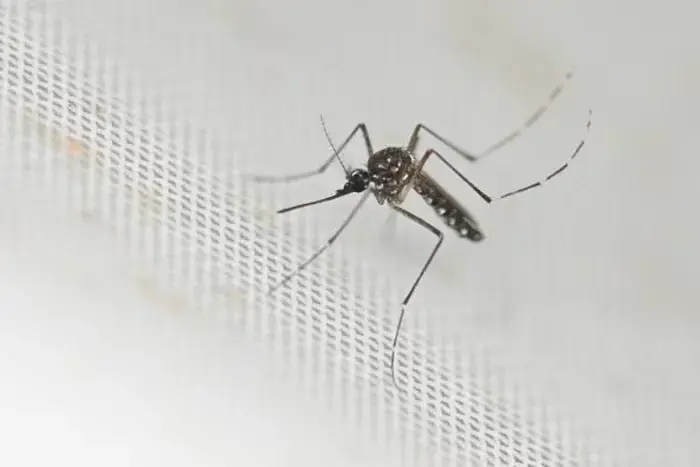 Northern Virginia reports Virginia’s first locally acquired dengue case