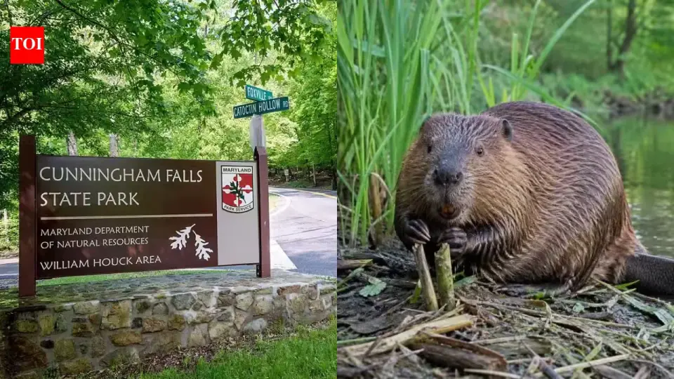 Rabid Beavers Prompt Water-Access Freeze at Cunningham Falls State Park, Maryland