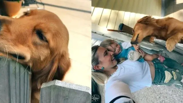 Fence Greeting: Dolly Mae the Golden Retriever Welcomes Family with Pure Joy