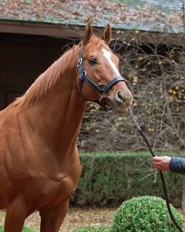 Curlin Sires Derby Champion: Golden Tempo Edges to Kentucky Derby Victory