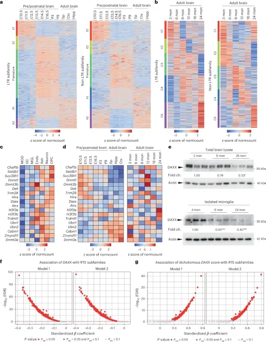 Aging erodes microglial chromatin, unleashing retroelements to fuel inflammation and senescence