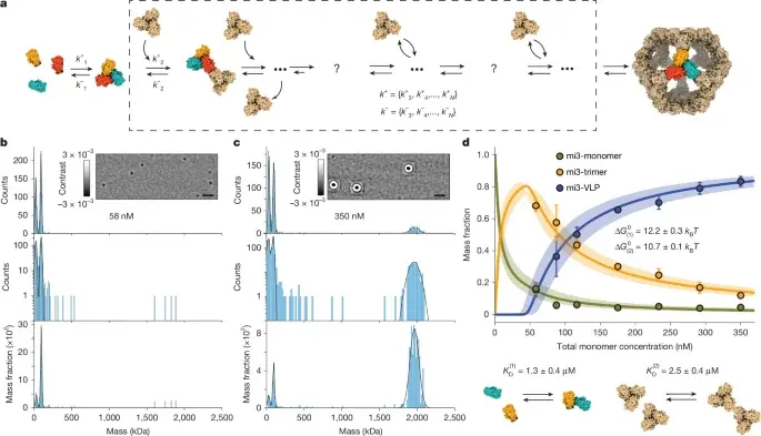 Mass Photometry Reveals Real-Time Molecular Pathways of Virus-Like Particle Assembly